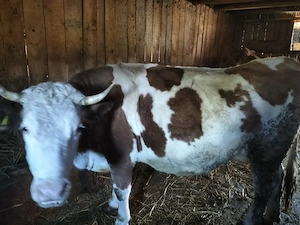 Vitei sugari - imagine 4