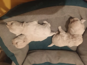 Bison maltez originali detin ambi parinti - imagine 2