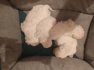 Bison maltez originali detin ambi parinti