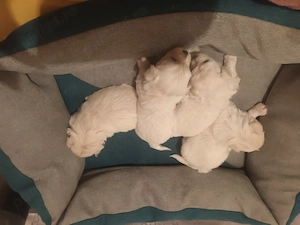 Bison maltez originali detin ambi parinti - imagine 5