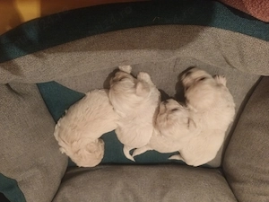 Bison maltez originali detin ambi parinti - imagine 4