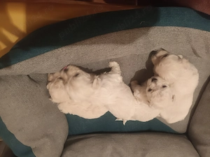 Bison maltez originali detin ambi parinti - imagine 3