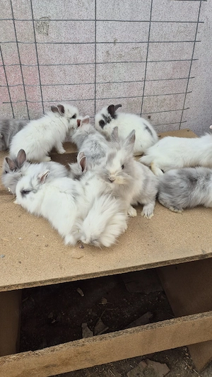 iepuri cap de leu - imagine 3