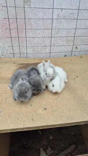 iepuri cap de leu - imagine 2