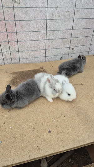 iepuri cap de leu - imagine 4