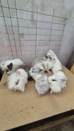 iepuri cap de leu - imagine 5