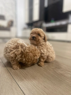 maltipoo(pudel) - imagine 2