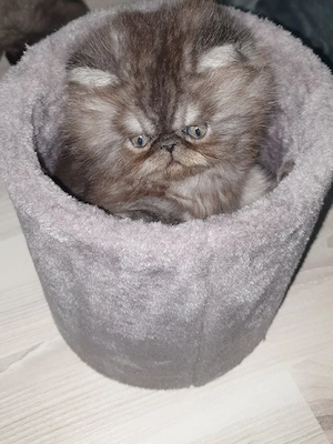 De vânzare  - imagine 4