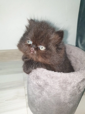 De vânzare  - imagine 2