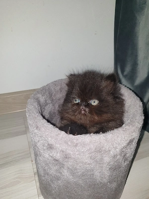 De vânzare  - imagine 3