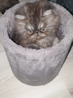 De vânzare pui pisica persana  - imagine 2