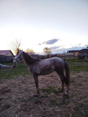 De vânzare: vacă cu vițel și cal  - imagine 3