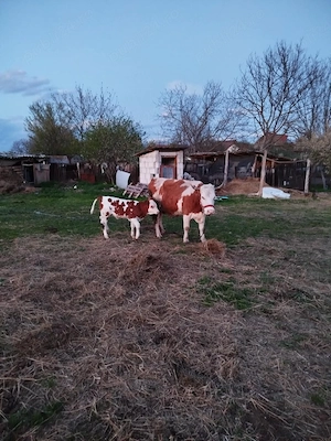 De vânzare: vacă cu vițel și cal  - imagine 4