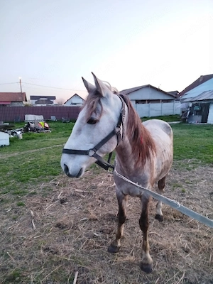 De vânzare: vacă cu vițel și cal  - imagine 2