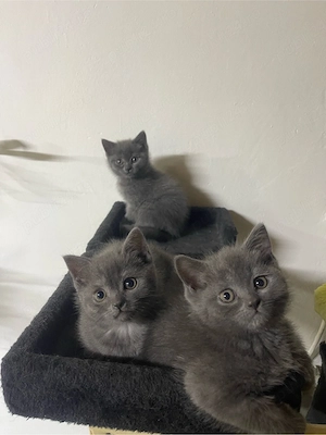 Pisici rasă British Shorthair Blue - imagine 3