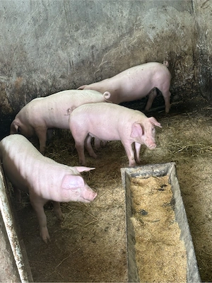 purcei.    - imagine 2