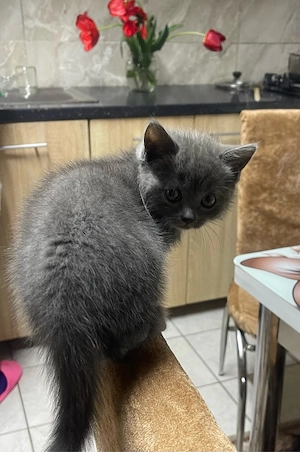 Pisici rasă British Shorthair Blue - imagine 2