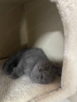 Pisici rasă British Shorthair Blue - imagine 4