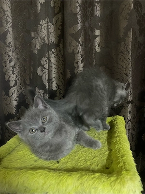Pisici rasă British Shorthair Blue - imagine 5