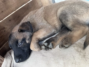Căței ciobănesc belgian malinois  - imagine 5