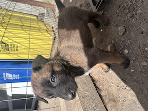 Căței ciobănesc belgian malinois  - imagine 3
