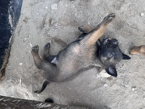 Căței ciobănesc belgian malinois  - imagine 2