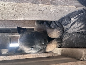 Căței ciobănesc belgian malinois  - imagine 4