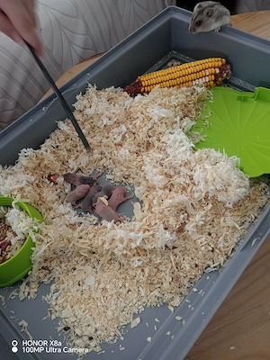 Hamsteri de vânzare 