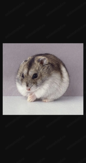 Hamsteri de vânzare  - imagine 2