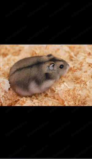 Hamsteri de vânzare  - imagine 3