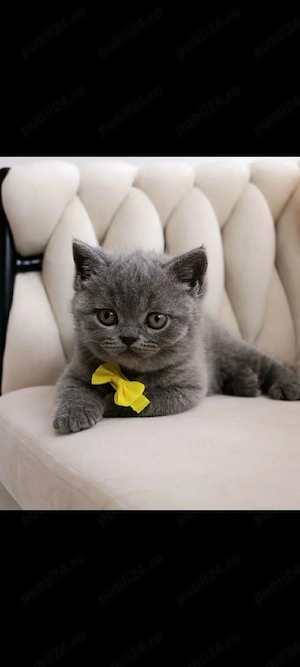 British blue fetița!!! - imagine 2