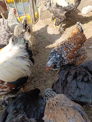 Ouă Brahma  - imagine 5