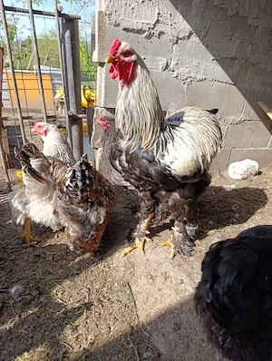 Ouă Brahma  - imagine 3