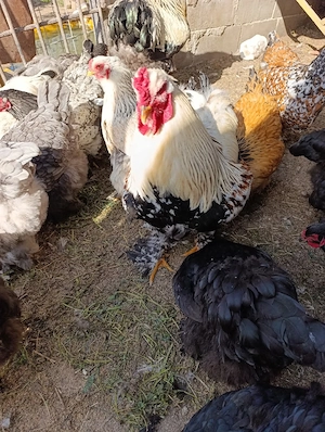 Ouă Brahma  - imagine 2