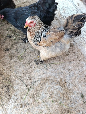 Ouă Brahma  - imagine 4