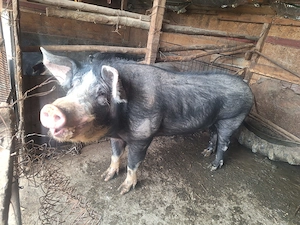 Porci de țară la vânzare  - imagine 4