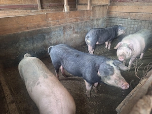 Porci de țară la vânzare  - imagine 5