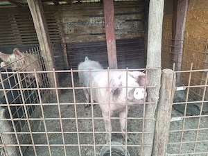 Porci de țară la vânzare  - imagine 3