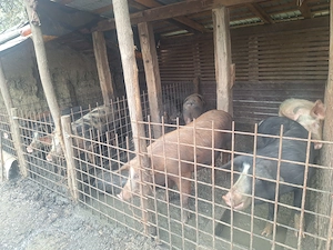 Porci de țară la vânzare  - imagine 2