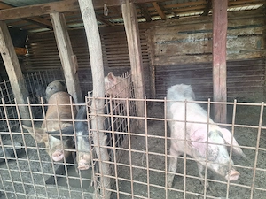 Porci de țară la vânzare 