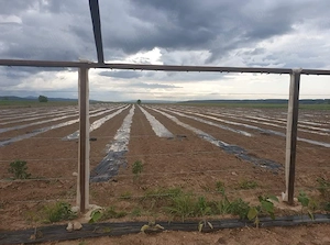 Angajez muncitori in Legumicultura in ROMÂNIEA  - imagine 2