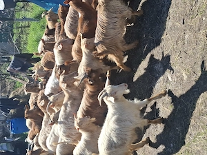 Capre și iede de tinut - imagine 2