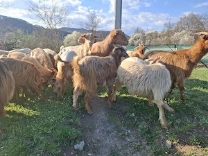 Capre și iede de tinut - imagine 5