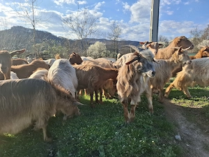 Capre și iede de tinut - imagine 3