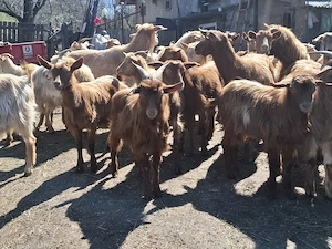 Capre și iede de tinut - imagine 4