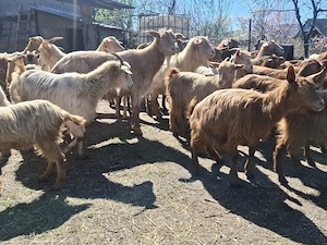 Capre și iede de tinut