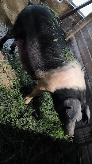 Scrifiță bazna pregătită de fătare  - imagine 3