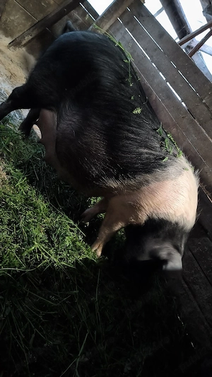 Scrifiță bazna pregătită de fătare 