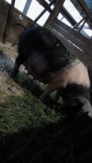 Scrifiță bazna pregătită de fătare  - imagine 2