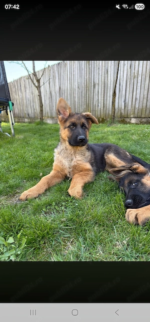 Pui ciobanesc german